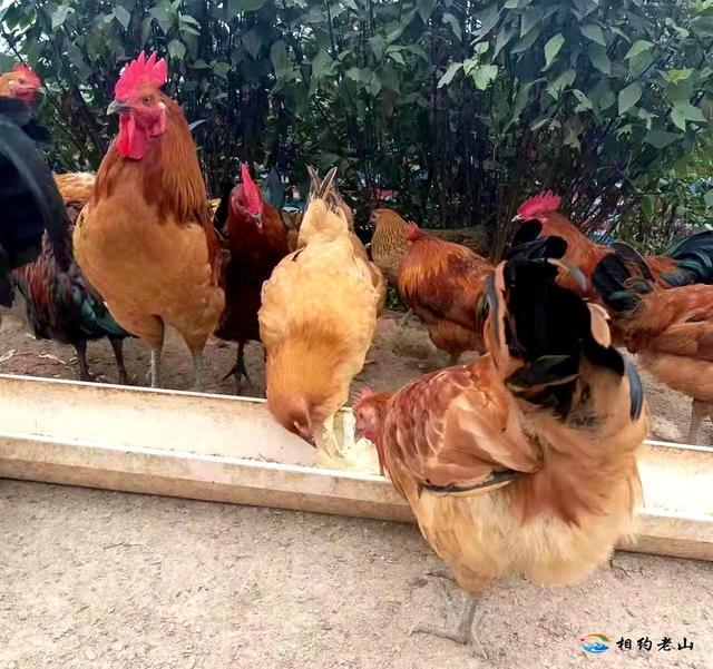 乡村振兴丨麻栗坡董干：助农新“鸡”遇 林下养殖促增收