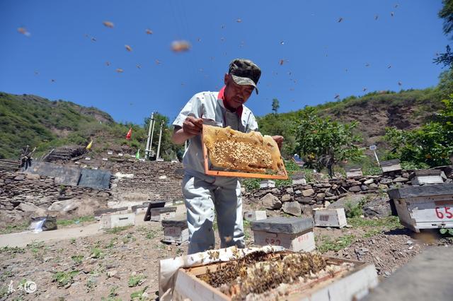 养蜂技术 防治蚂蚁