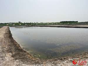 中国淡水虾养殖基地(沿着河湖看新疆丨大漠荒滩育“澳龙”——探秘麦盖提澳龙养殖基地)