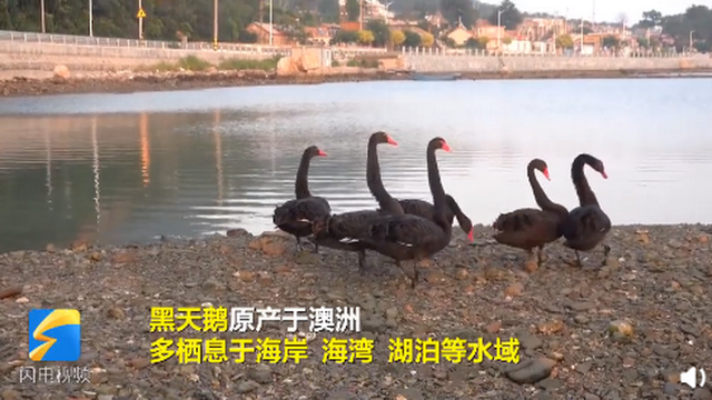 山东长岛海域第一次发现黑天鹅群，网友：真漂亮，保护珍禽