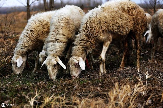 小尾寒羊养殖与疾病防治