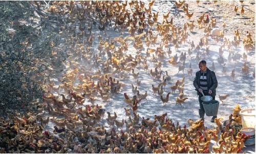 湖南衡阳县：生态养殖湘黄鸡　线上线下“满天飞”