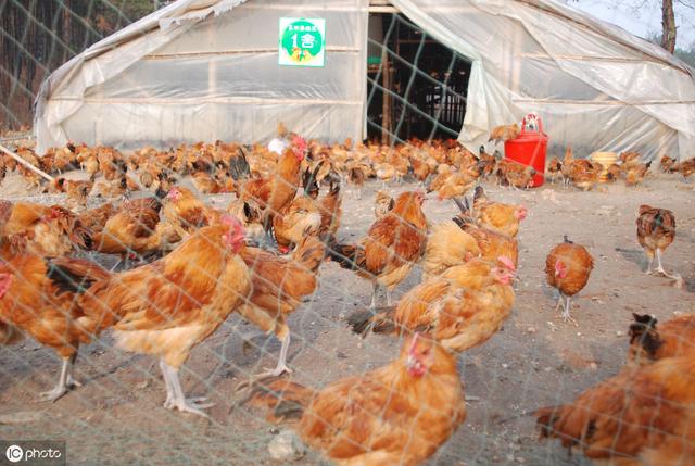 生态养鸡经营管理法则