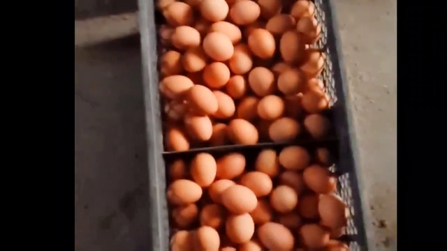 保禽肽，调肠道，粪便好，蛋壳好#养殖