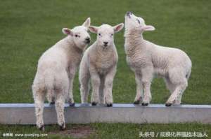 绵羊养殖(一些增加养羊效益的10个技术关键要点)