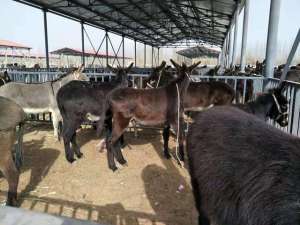 新疆驴养殖基地(阿克苏地区新和县：小毛驴“拉出”群众致富路)