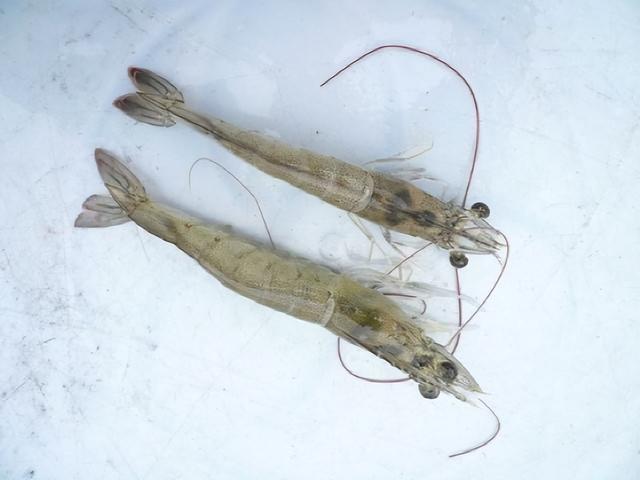 湖北渔之浓农业南美白对虾的健康养殖