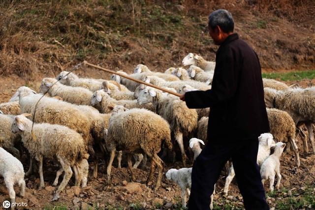 小尾寒羊养殖与疾病防治