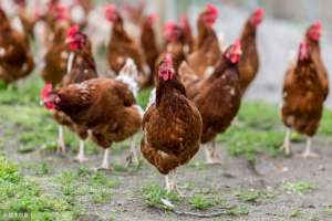 柴鸡蛋养殖技术(生态养鸡经营管理法则)