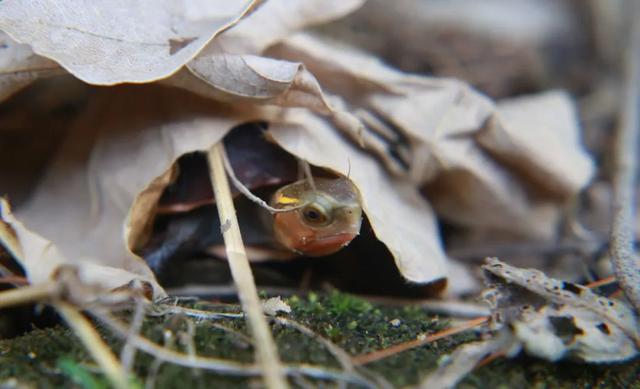 养黄缘盒龟怎么打造仿野生环境？