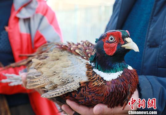 新疆和硕县“珍禽”驯养化农户增收“尝”甜头