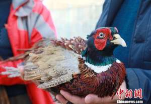 合作养殖野鸡(新疆和硕县“珍禽”驯养化农户增收“尝”甜头)