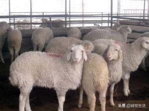 小尾寒羊的养殖(盐碱地养殖经丨小尾寒羊24节气饲养方法)