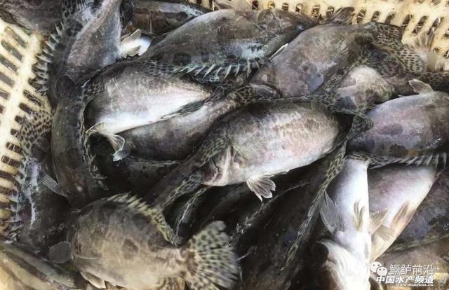 黄永涛：鳜鱼饲料养殖技术和案例分享