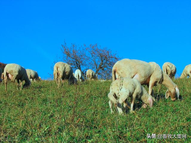 养殖绵羊什么品种好？选择小尾寒羊？