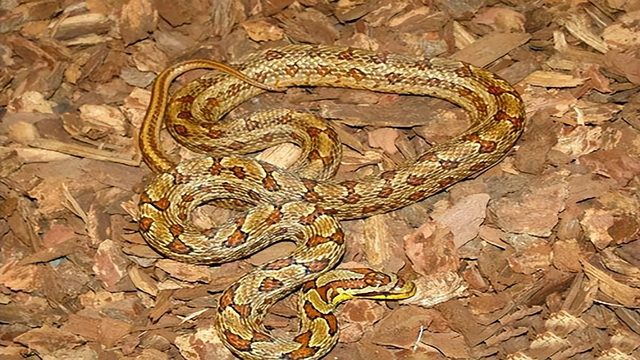 分布在河北的五种毒蛇，你认识多少？它们又有着怎么样的危险？
