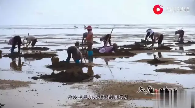 湛江最大的沙虫地，看沙虫是如何带动渔民们发家致富