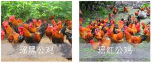 广西瑶鸡养殖场(中国长寿之乡广西河池市特色农产品：南丹瑶鸡)
