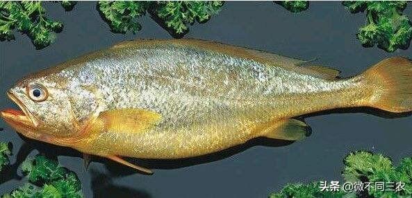 大黄鱼的池塘养殖技术