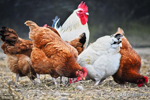 养鸡秘诀：养鸡人必备十八个鸡群呼吸道的良方，收藏扩散