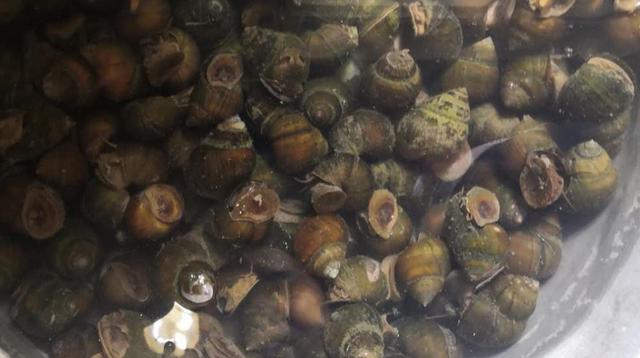 柳州：大力发展螺蛳养殖，为螺蛳粉产业发展提供优质原料保障