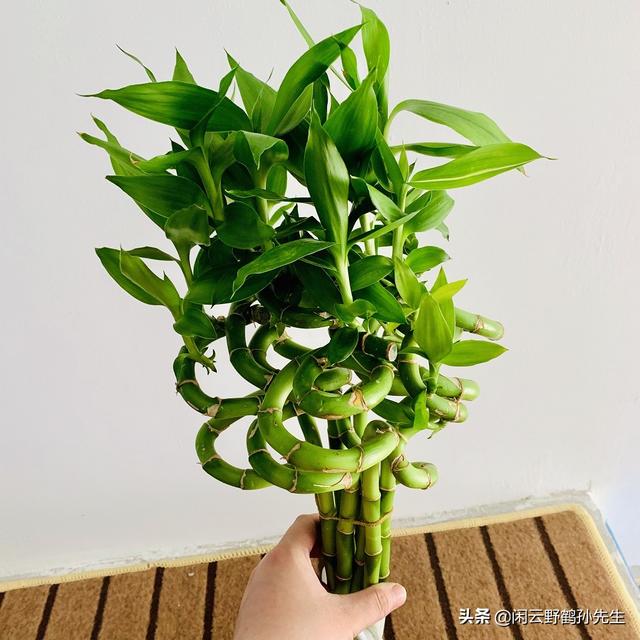花开富贵，竹报平安——富贵竹和莲花竹养护经验及两点主要区别