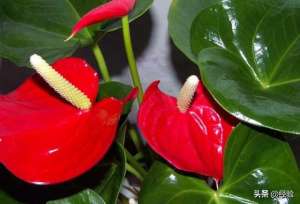 秋天怎么养殖红掌花卉呢(红掌的养殖方法和注意事项)