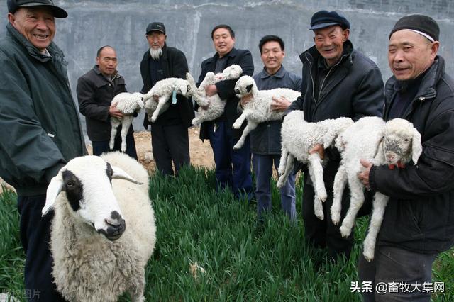 养殖绵羊什么品种好？选择小尾寒羊？