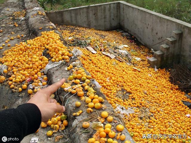 曾经引起全国上下恐慌的柑橘大实蝇！危害有哪些？如何防治？