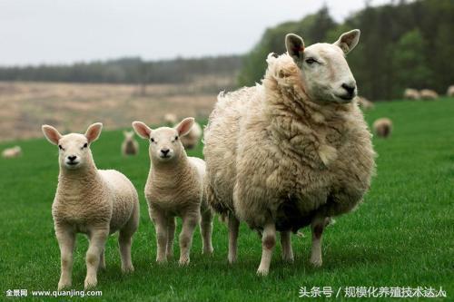 一些增加养羊效益的10个技术关键要点！