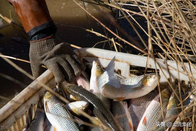 2021年养殖什么鱼最赚钱？这几个市场前景好不愁销路