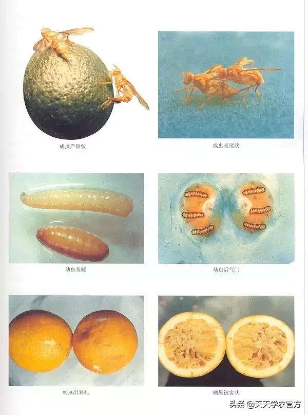 曾经引起全国上下恐慌的柑橘大实蝇！危害有哪些？如何防治？