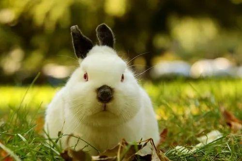 兔年必看！宠物兔日常饲养指南