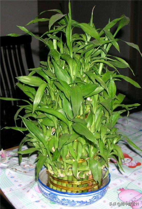水培富贵竹，记住这5点，生长旺盛植株绿，半年能长一尺高！