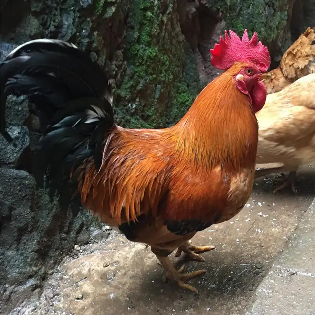 土鸡的养殖方法 鸡怎么养才可以快速长蹬爪