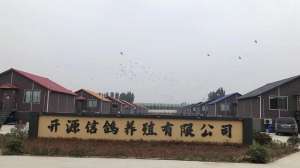 郑州肉鸽养殖(花园式赛鸽乐土 鸽友至上的平台——开源（郑州）国际赛鸽俱乐部)