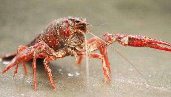 淡水小龙虾的6种养殖模式，供养殖者参考！