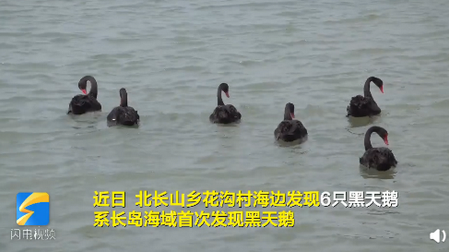 山东长岛海域第一次发现黑天鹅群，网友：真漂亮，保护珍禽