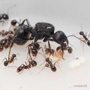 怎么养殖蚂蚁(蚂蚁饲养小技巧（干货）＆爬展总结)