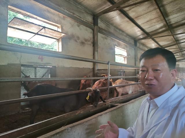22年！云南这个团队培育出我国第一个肉用黑山羊品种