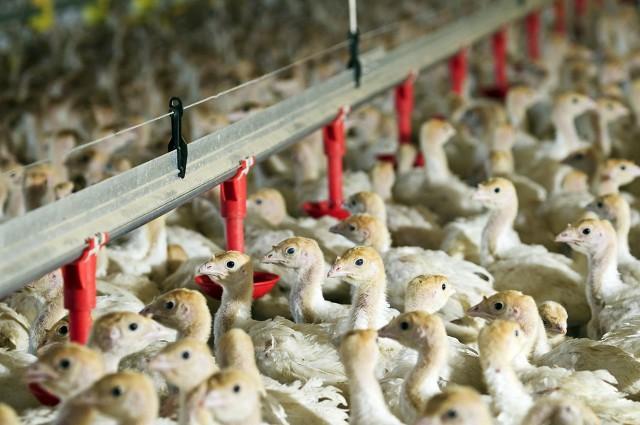 养殖火鸡年入十万是怎么做到的？