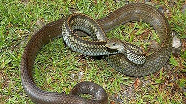 分布在河北的五种毒蛇，你认识多少？它们又有着怎么样的危险？