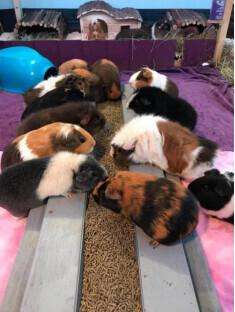 都市养殖大师(女子养88只豚鼠当宠物 每年在社交平台净收益超4万英镑)