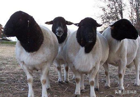 波尔山羊、小尾寒羊、杜泊羊的养殖技巧