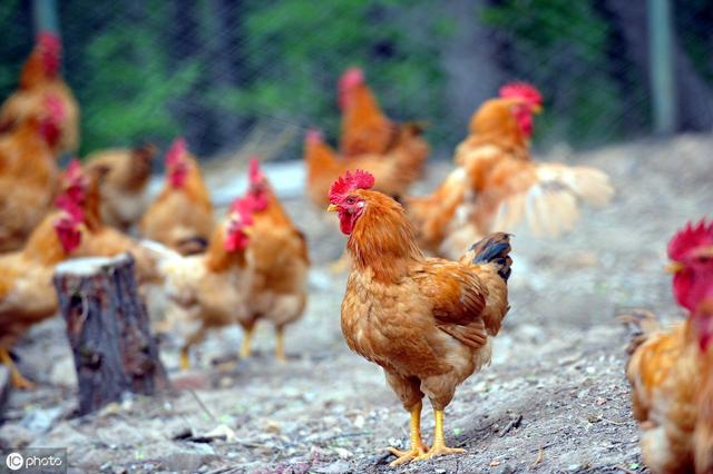 生态养鸡经营管理法则