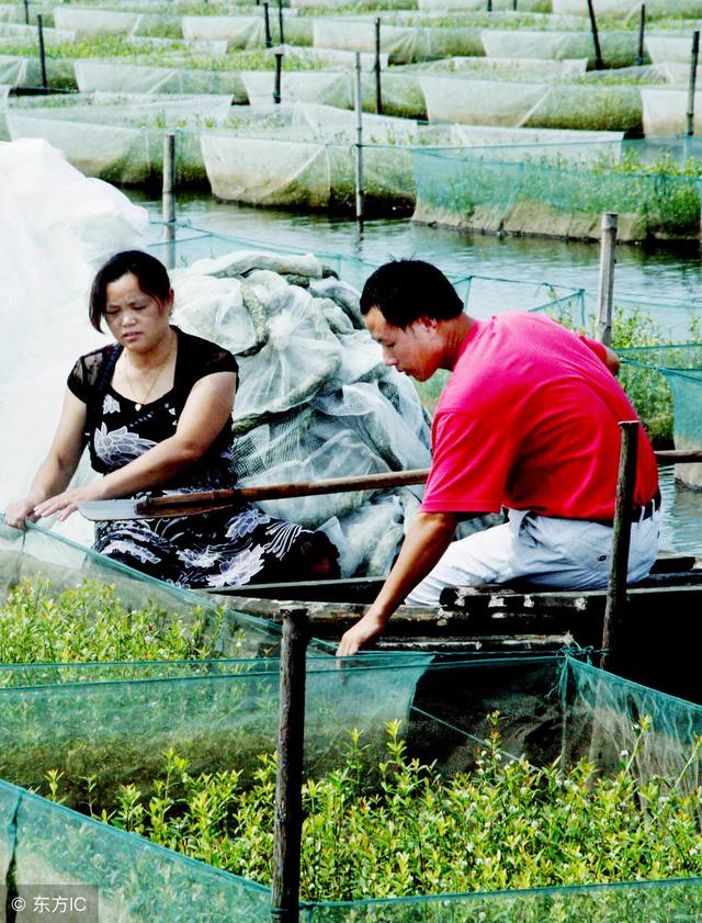 农村黄鳝养殖如何确保鳝苗质量，亲鳝培育需要注意哪几点？