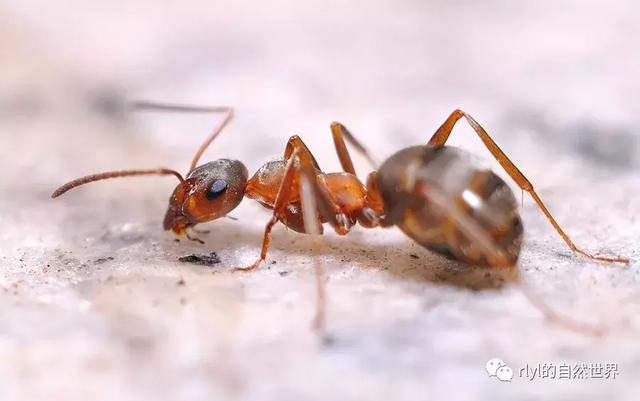 蚂蚁饲养小技巧（干货）＆爬展总结
