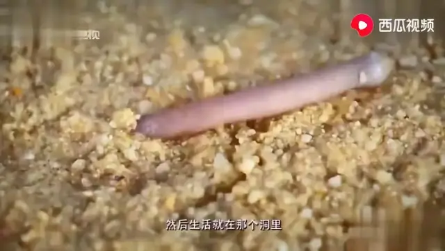 湛江最大的沙虫地，看沙虫是如何带动渔民们发家致富