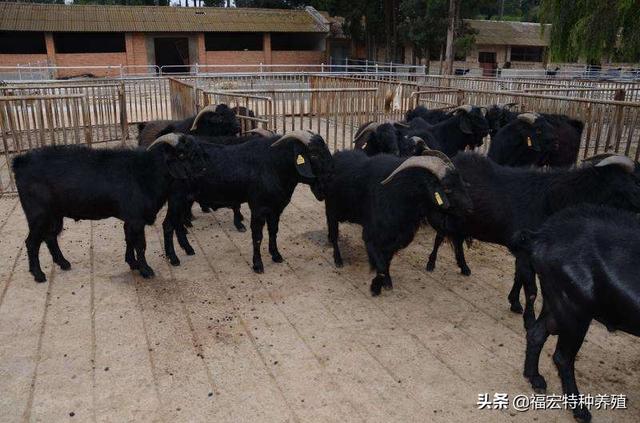 黑山羊羊羔多少钱一只，养殖200只努比亚黑山羊一年能赚多少钱