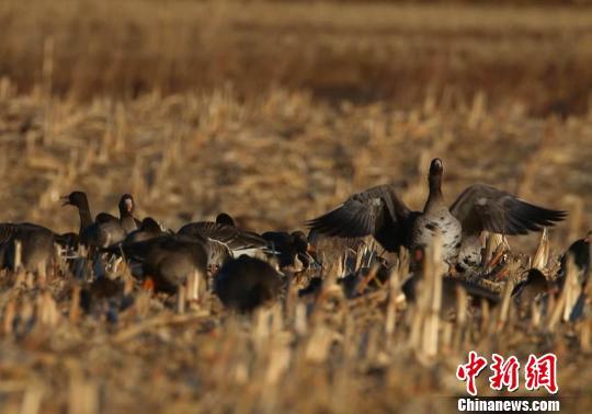 吉林珲春数十万大雁集结 敬信湿地成候鸟越冬“训练营”